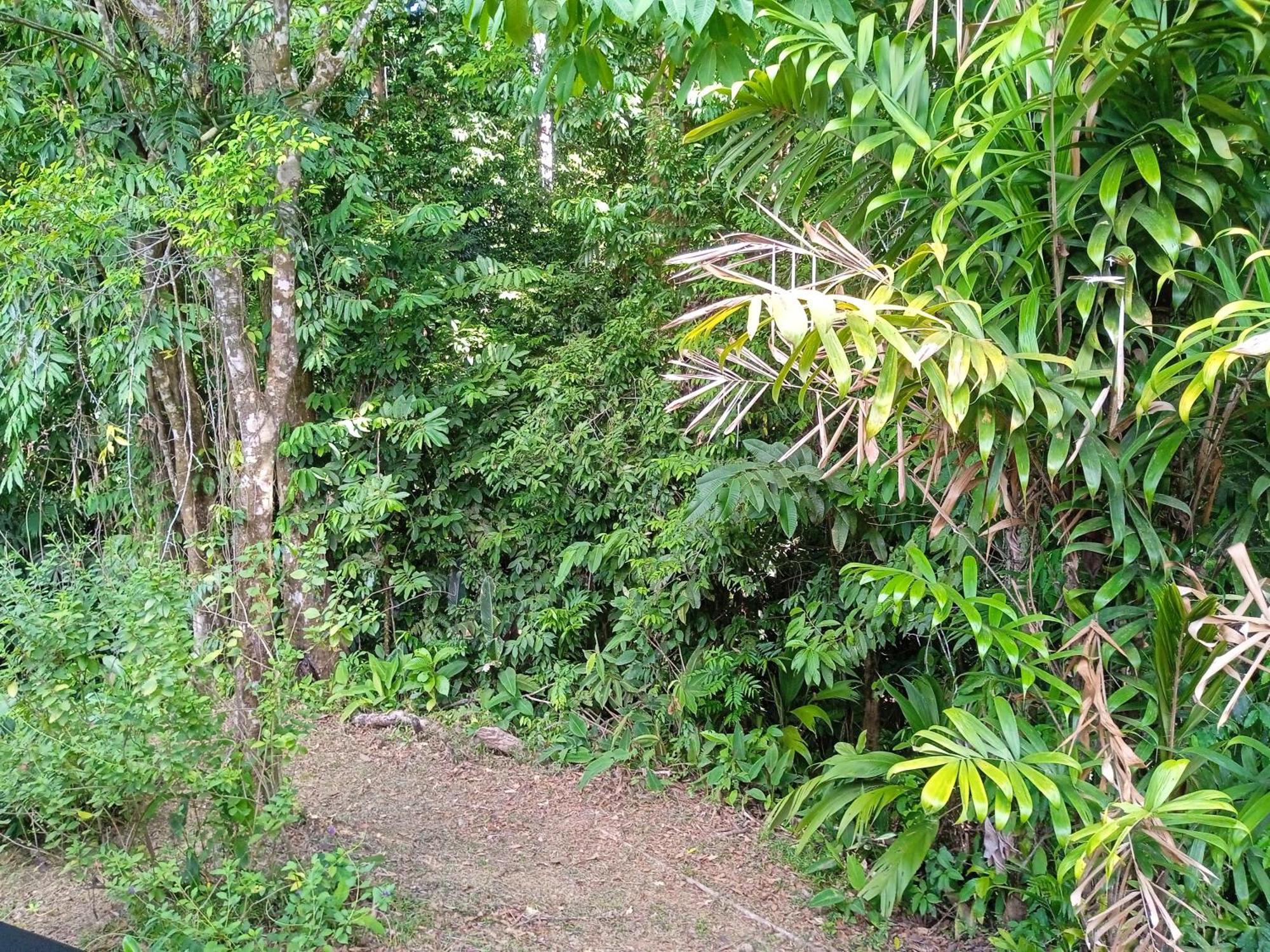 Cabanas Bajo Bosque Drake Drakes Bay エクステリア 写真